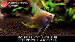 Golden pinoy Angelfish. The SHINY golden angel! (Leopard Aquatic Q023A)