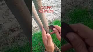 How To Make A Grafting | Mango Tree Side Grafting big Mango Tree Grafting #howtograft #grafting