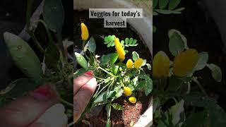 Veggies ready for today’s harvest @ Nayani Garden Vlogs