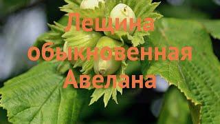 Лещина обыкновенная Авелана (corylus avellana avelana)  обзор: как сажать, саженцы лещины Авелана