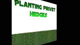 Planting Privet Hedges Part 3 -  2018 Edition