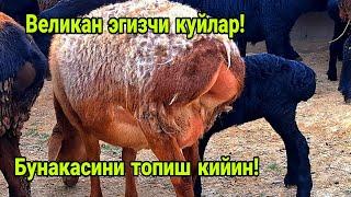 Эгизчи куйлар! Шошилинг! Сотилиб кетди!