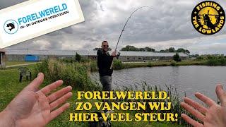 Forelwereld. Zo vangen wij hier veel steur! FishVlog #90.