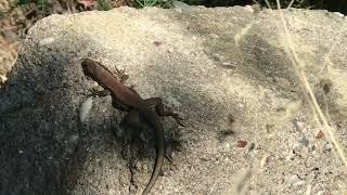 Brown Lizard on a Rock in CYPRUS