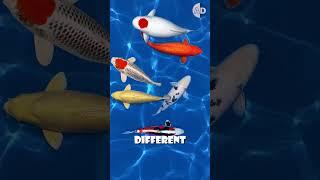 Why Is This Fish Worth $1.8 Million? The Truth About Koi!