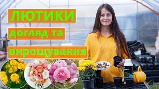 РАНУНКУЛЮС  ПОСАДКА ДОГЛЯД ТА ВИРОЩУВАННЯ 