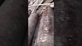 local wood processing #wood #woodworking #woodskills