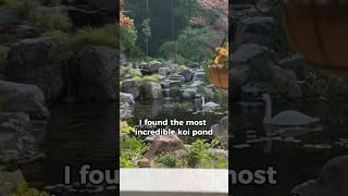 I explored the most magical koi pond in all the lands