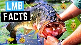 11 Largemouth Bass Facts That Will Blow Your Mind