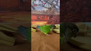 Smartest Parrot training  || Smart Parrots training #parrot #smartparrot