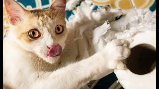  Home pests! Videos of funny cats and kittens for a good mood! 