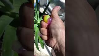 SLO MO pops MINIs