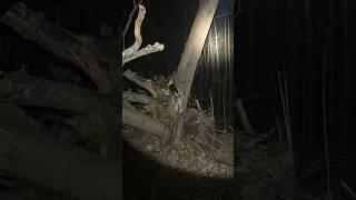  HE FOUND ANOTHER BIG FOOT! #starkoutdoors #dog #viralshorts #viral #trending #shortvideo #shorts