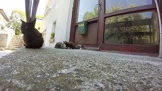 малко котета