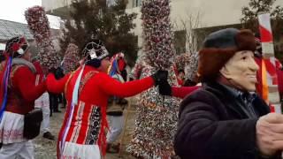 Capra Broșteni din comuna Ivanesti 2017