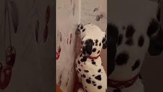 Есть, так значит целую курицу, что там мелочиться ???️Зато сытый и довольный....