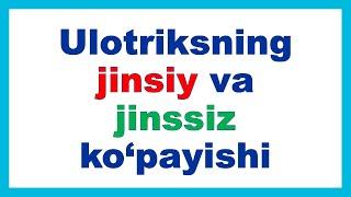 Ulotriksning jinsiy va jinssiz ko'payishi || Улотрикснинг  жинсий ва жинссиз кўпайиши