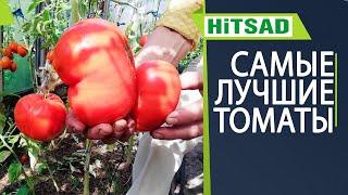 Лучшие сорта томатов в этом сезоне ️ Худшие томаты 2021 + ФОТО УРОЖАЯ!!!