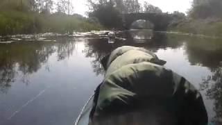 CANOEING THE LEGNTH OF THE RIVER CHELMER WE MEET A SWAN