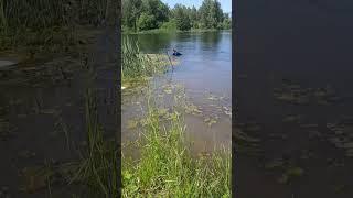 Очищаем пляж от зарослей