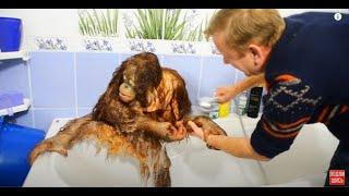 ОБХОХОЧЕШЬСЯ !!! Олег Зубков купает орангутана Дану !   Oleg Zubkov bathes orangutan Dana !