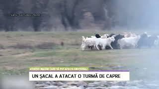 Un șacal a atacat o turmă de capre - LITORAL TV