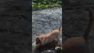 My Labrador fishing in the rapids in the river