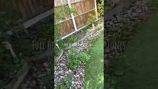 Garden Transformation: Weeding and Reviving a Neglected Outdoor Space#gardencleanup