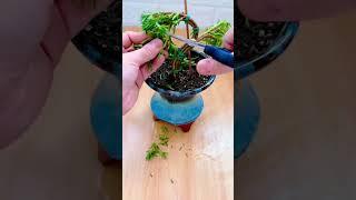 technique bonsai portulaca flower #bonsai #gardenflower #heronsbonsai #portulacaflower #garden