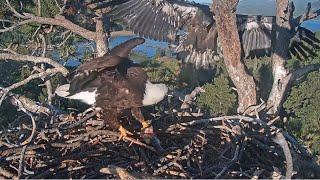 Sunny & Gizmo Are Both Back On The Nest!  Jackie Brings Dinner  Big Bear Eagles @FOBBVCAM 6.8.25
