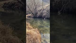 THE RAGNAROK PRODUCES #tenkara #fishing #driftless #wisconsin #troutfishing #trout #browntrout