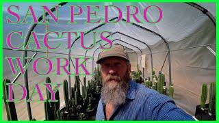 Lets Work on Cactus Projects, San Pedro, Sacred Cactus