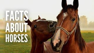 25 Fun Facts About Horses You Probably Didn’t Know