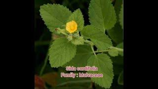 Common plants.... Scientific name : Sida cordifolia II Family : Malvaceae