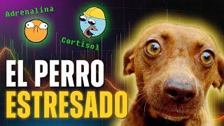 ESTRÉS EN PERROS [parte 1] #educacioncanina #perros #adiestramientocanino #comportamientocanino