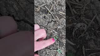 Flea Beetles and Lumiderm™ | Corteva Agriscience Canada