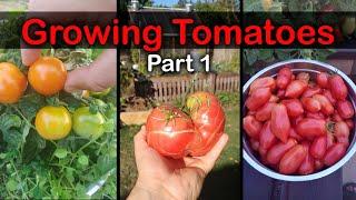 How To Grow Tomatoes From Seed - The Definitive Guide For Beginners Part 1