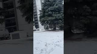 #snow #torontotourism #travel #torontotour #toronto #winter