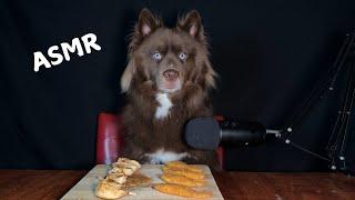 Dog ASMR Husky Eating Chicken Breast VS Chicken Tenders Siberian Husky Food Review