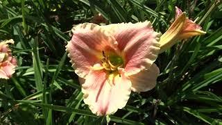 Hemerocallis ´Little Anna Rosa´