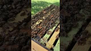 A Flow Hive update I wasn’t planning to make (full video)  #beekeeper #beekeeping #flowhive