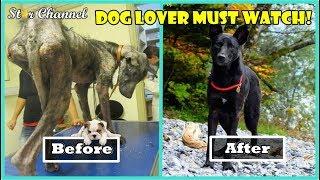 Incredible Before And After Rescue Dog Transformations  Dog Lover Must Watch