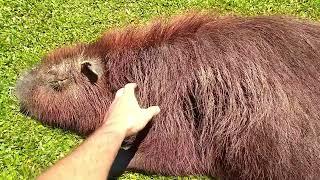 How To Pet A Capybara