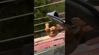 Mr monkey vs Sciabatta 🩴 #mrmonkey #challenge #ciabatta