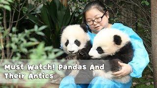 Must Watch 4 ! Pandas And Their Antics | iPanda