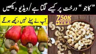 kaju ki kasht | cashew nut on tree | kaju tree growing