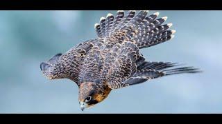 LOCHIN SAPSAN YOKI PEREGRINE FALCON! QUSHLAR OLAMINING QIRUVCHISI! HOHLAGANIGA HUJUM QILA OLADI!