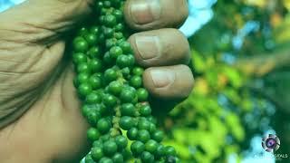 Black Pepper  ( Kali Mirch ).