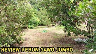 Melihat Lebih Dekat Kebun Sawo Jumbo!!! Tips berkebun