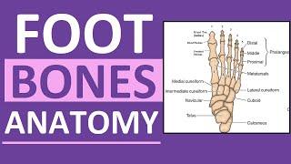 Foot Bones Anatomy Mnemonic: Tarsals, Metatarsals, Phalanges